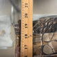 Cabela's Woodland Camo Cargo Hunting Pants Size 38x30